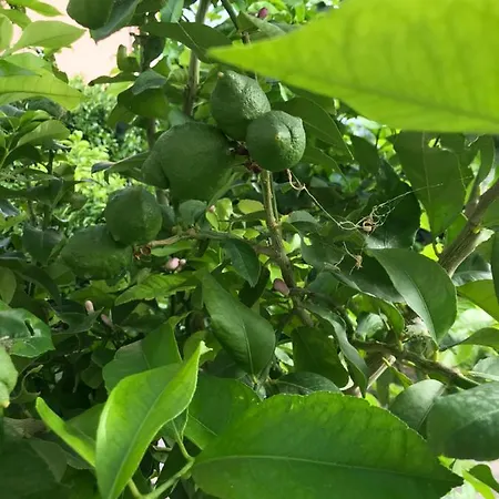 Sweet Dreams - Dubrovník